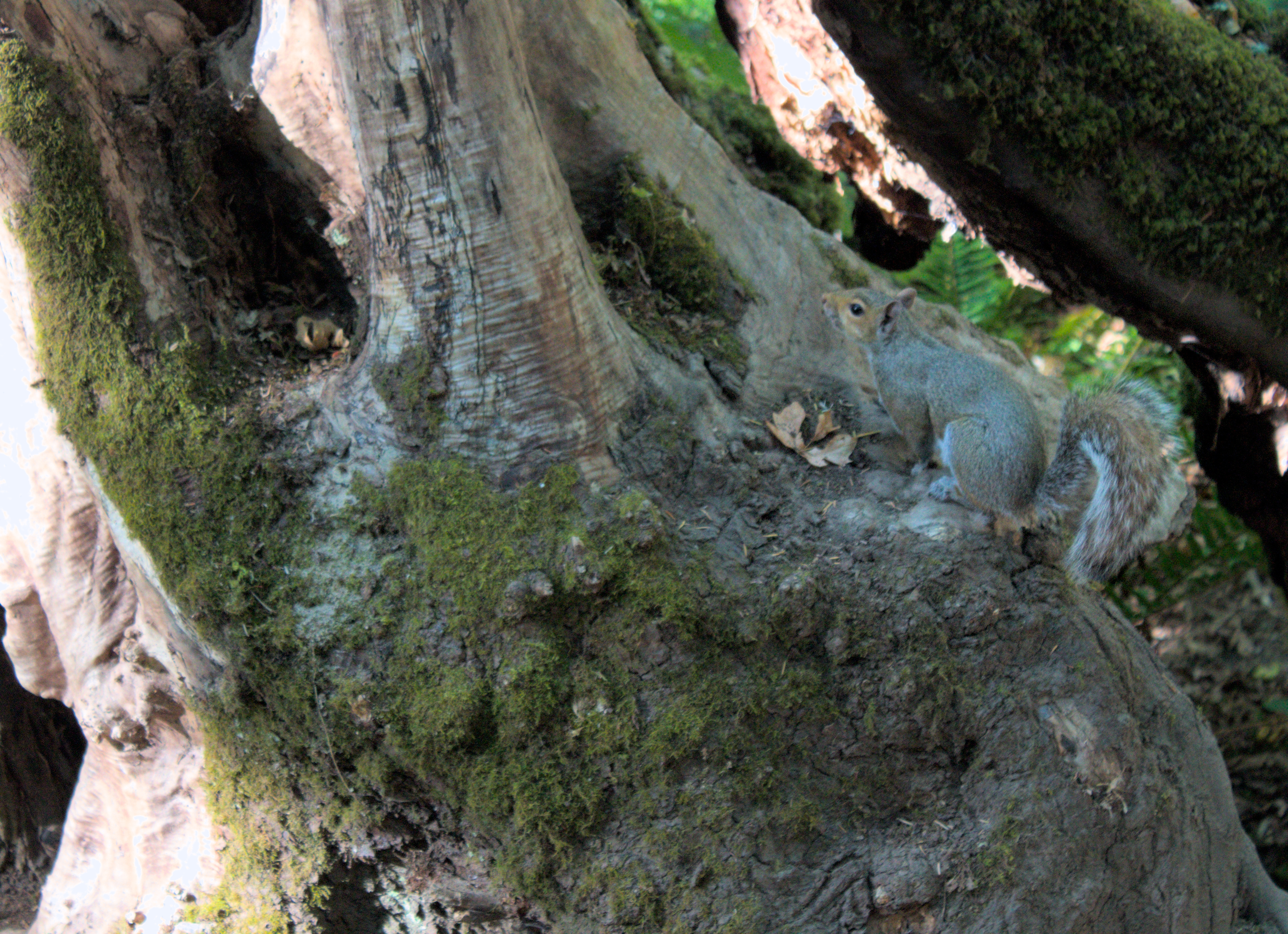A squirrel sits on a sunlit log, gazing at the camera.